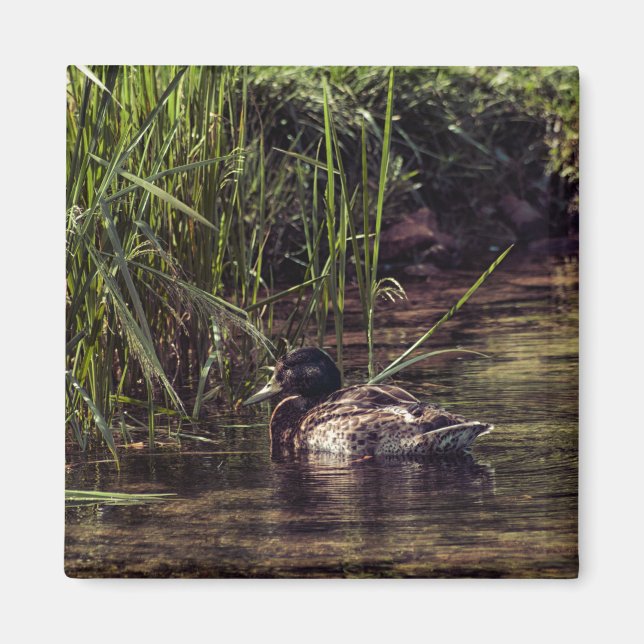 Íman Na borda de Pond (Frente)