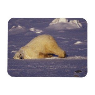 Íman NA, Canadá, Manitoba, Churchill, Urso polar
