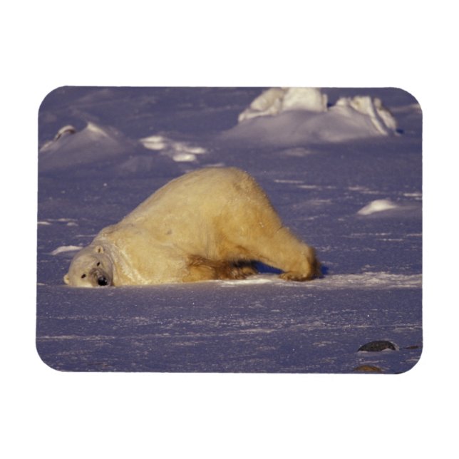 Íman NA, Canadá, Manitoba, Churchill, Urso polar (Horizontal)