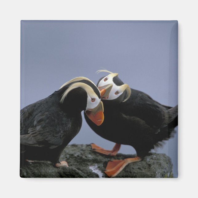 Íman NA, EUA, Alasca, Bering Sea, Pribilofs. Tufado (Frente)