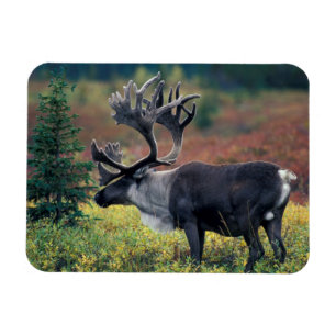 Íman NA, EUA, Alasca, Denali NP, Rena boi 3