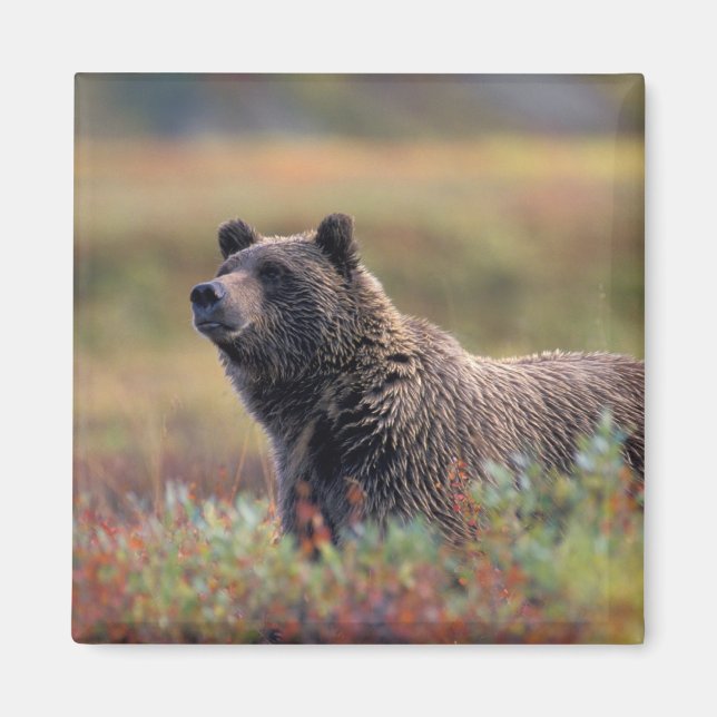 Íman NA, EUA, Alasca, Parque Nacional Denali, Urso pard (Frente)