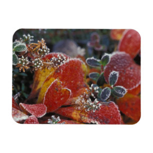 Íman NA, EUA, Alaska, Fosco Denali NP, de cor baixa