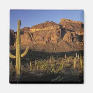 Íman NA, EUA, Arizona. Orgão Pipe Cactus National 2