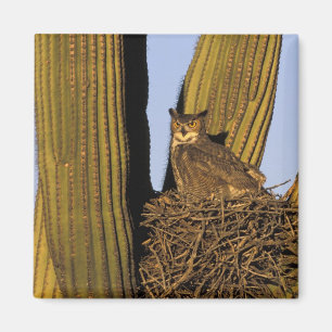 Íman NA, EUA, Arizona, Tucson. Coruja-grande