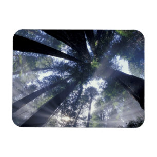 Íman NA, EUA, Califórnia, Del Norte Redwoods