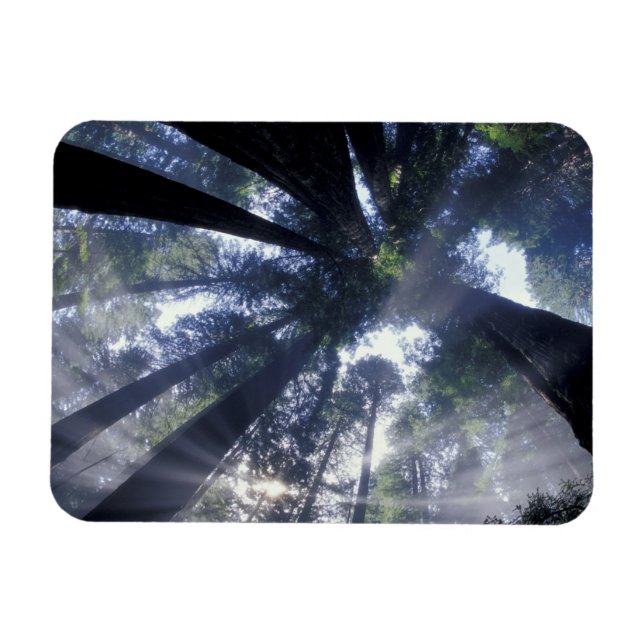 Íman NA, EUA, Califórnia, Del Norte Redwoods (Horizontal)