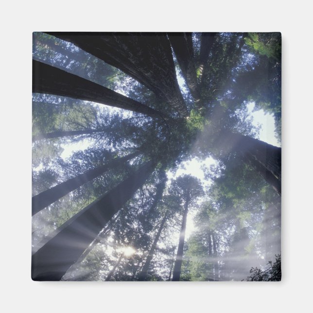 Íman NA, EUA, Califórnia, Del Norte Redwoods State (Frente)