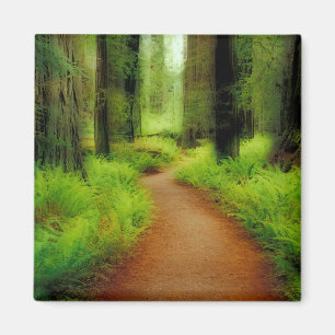 Íman NA, EUA, Califórnia, Jedediah Smith Redwoods