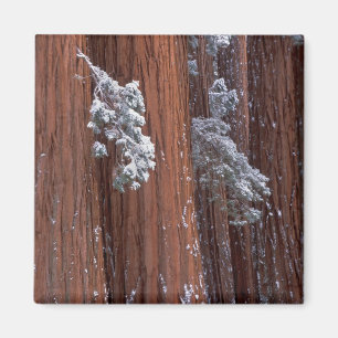 Íman NA, EUA, Califórnia. Parque Nacional de Sequoia.