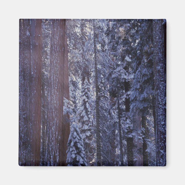 Íman NA, EUA, Califórnia. Parque Nacional de Sequoia. 2 (Frente)