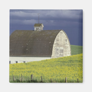 Íman NA, EUA, Idaho, ao sul de Genesse, campo de canola