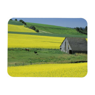 Íman NA, EUA, Idaho, perto de Potlatch, Canola e velho