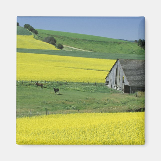 Íman NA, EUA, Idaho, perto de Potlatch, Canola e velho (Frente)
