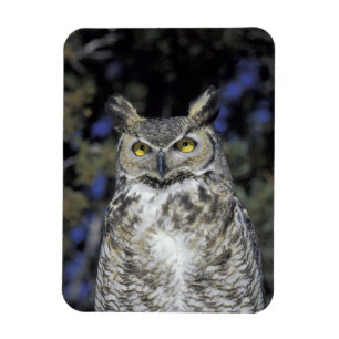Íman NA, EUA, Novo México, Parque da Natureza Wildlife
