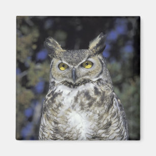 Íman NA, EUA, Novo México, Parque da Natureza Wildlife