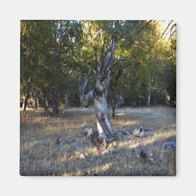 Íman Na Floresta.... (Frente)