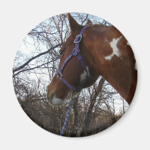 Íman Na floresta que eu olho