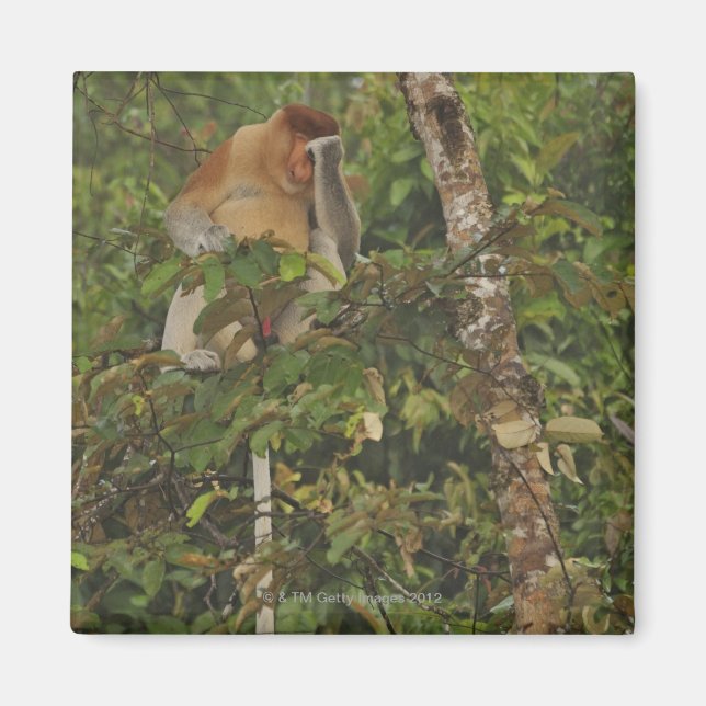 Íman na floresta tropical, Borneo Island, Malásia (Frente)