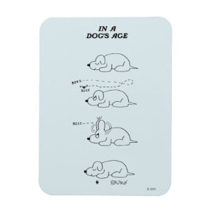 Íman Na idade de um cão