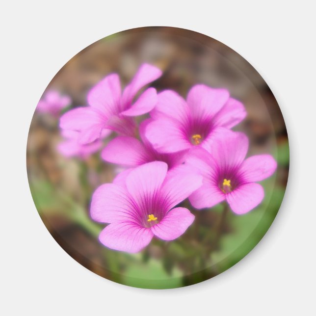 Íman Na Minha Porta (Frente)