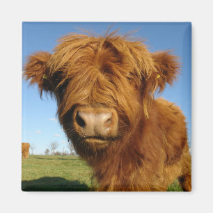 Íman Na Sua Cara, Vaca Magnética