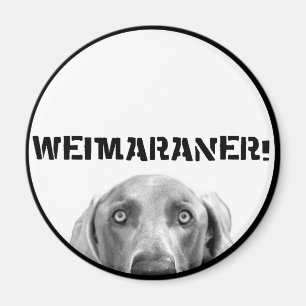 Íman Nação de Weimaraner: Weimaraner em uma caixa!