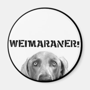 Íman Nação Weimaraner: Weimaraner Em Uma Caixa!