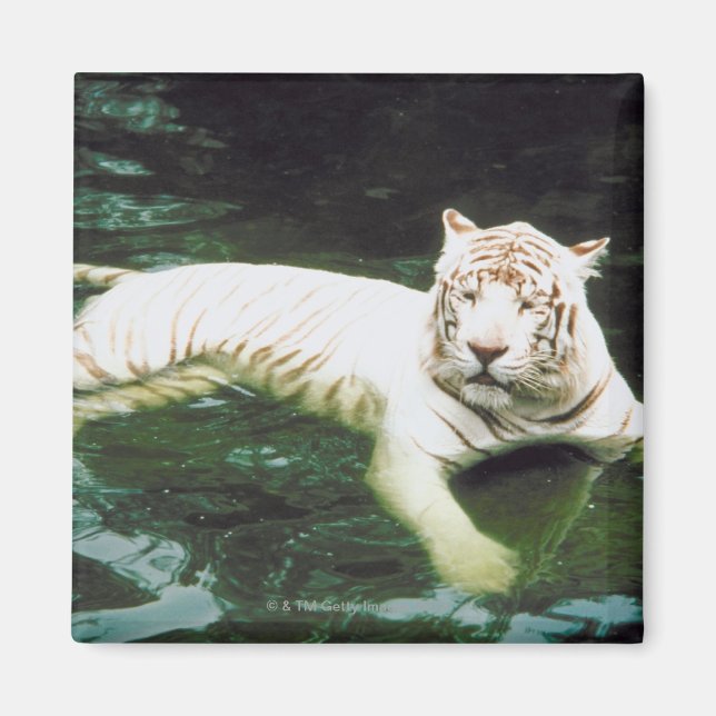 Íman Nadação de Tigre Branco Pacificamente (Frente)