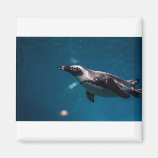 Íman Nadando Pengiun no mar.