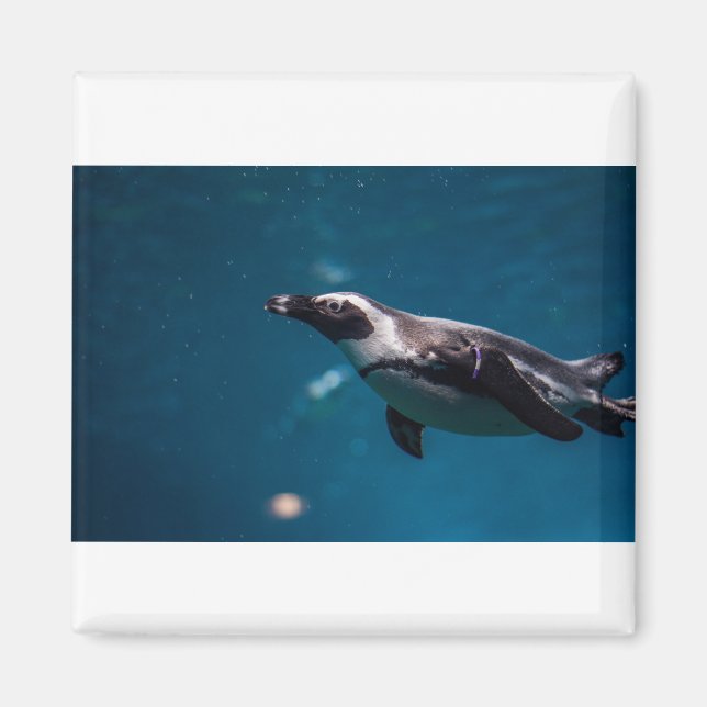 Íman Nadando Pengiun no mar. (Frente)