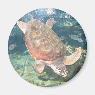 Íman Nadar Turtle Magnet