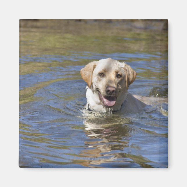 Íman Nado de cão (Frente)