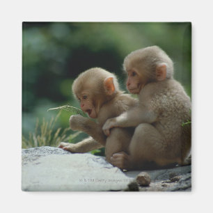 Íman Nagano, Japão