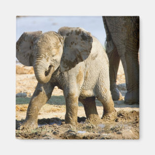 Íman Namíbia, África: Bebê Elefante Africano
