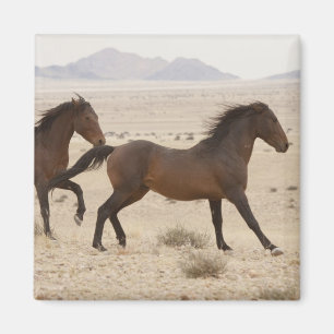 Íman Namíbia, Aus. Cavalos selvagens que funcionam no