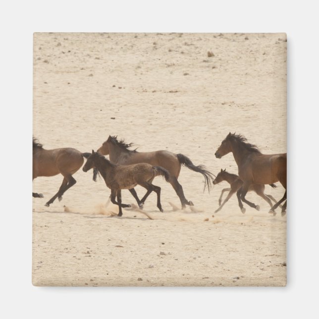 Íman Namíbia, Aus. Grupo de cavalos selvagens correndo  (Frente)