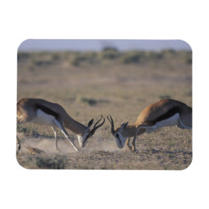 Íman Namíbia, Parque Nacional Etosha, Dois machos
