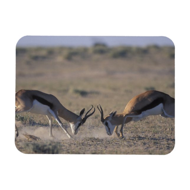 Íman Namíbia, Parque Nacional Etosha, Dois machos (Horizontal)