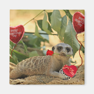 Íman Namorados Meerkat