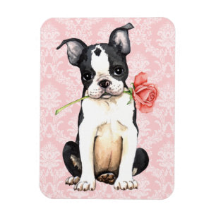 Íman Namorados Rosa Boston Terrier
