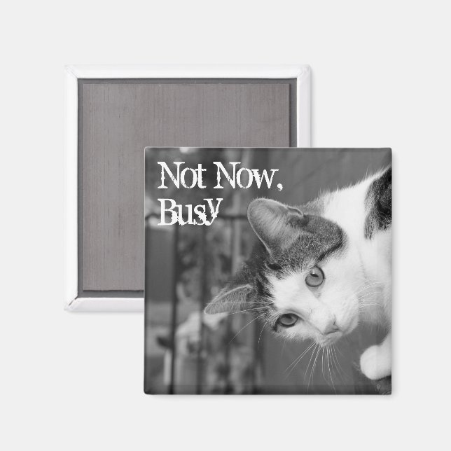 Íman "Não Agora, Ocupado" Magneta Crabby Cat (Front/Back)