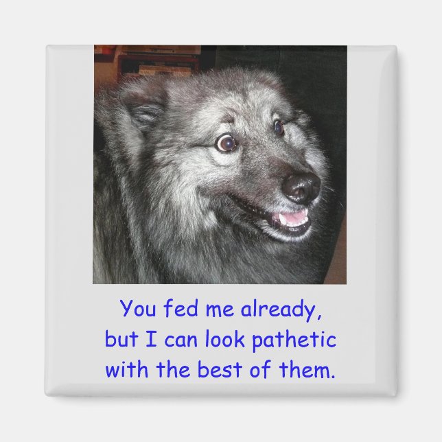 Íman Não alimente o ímã de cachorro (Frente)