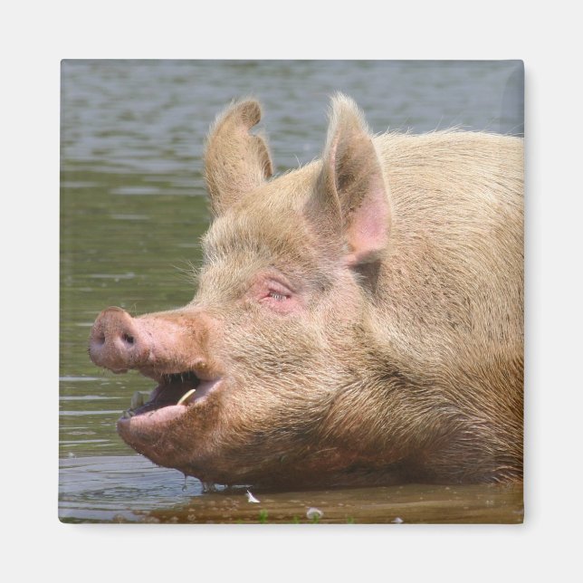 Íman Não coma isso!! (Frente)