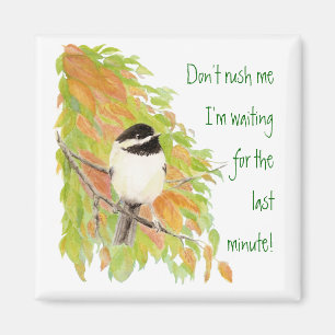 Íman Não me apresse humor do pássaro do divertimento 