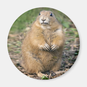 Íman Não sou Gordo, sou Fofinho Magnet