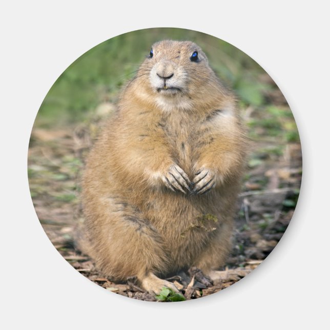 Íman Não sou Gordo, sou Fofinho Magnet (Frente)