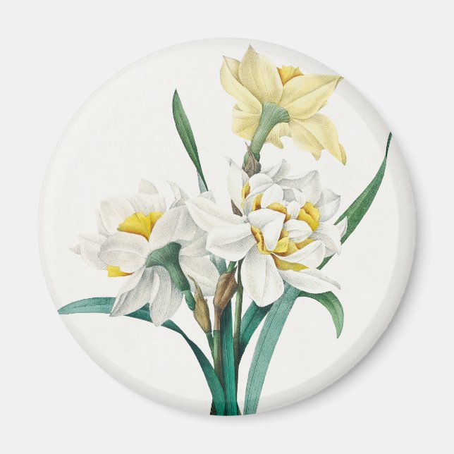 Íman Narciso Duplo, Pierre-Joseph Redouté, 1827 (Frente)