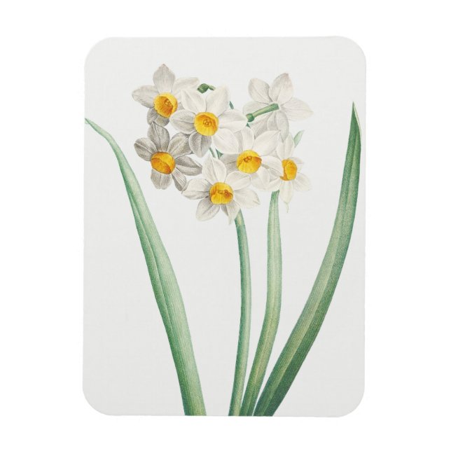 Íman Narciso, Pierre-Joseph Redouté, 1805 (Vertical)