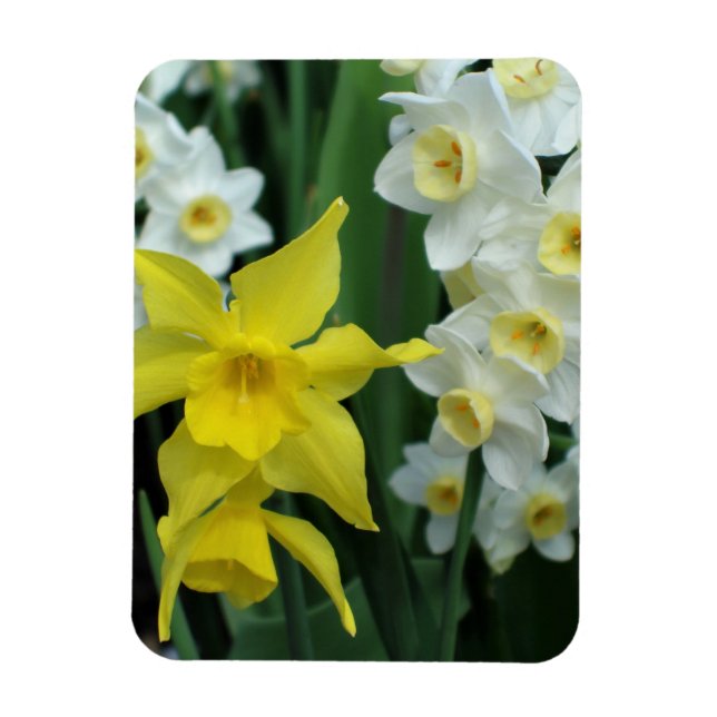 Íman Narcisos (Vertical)